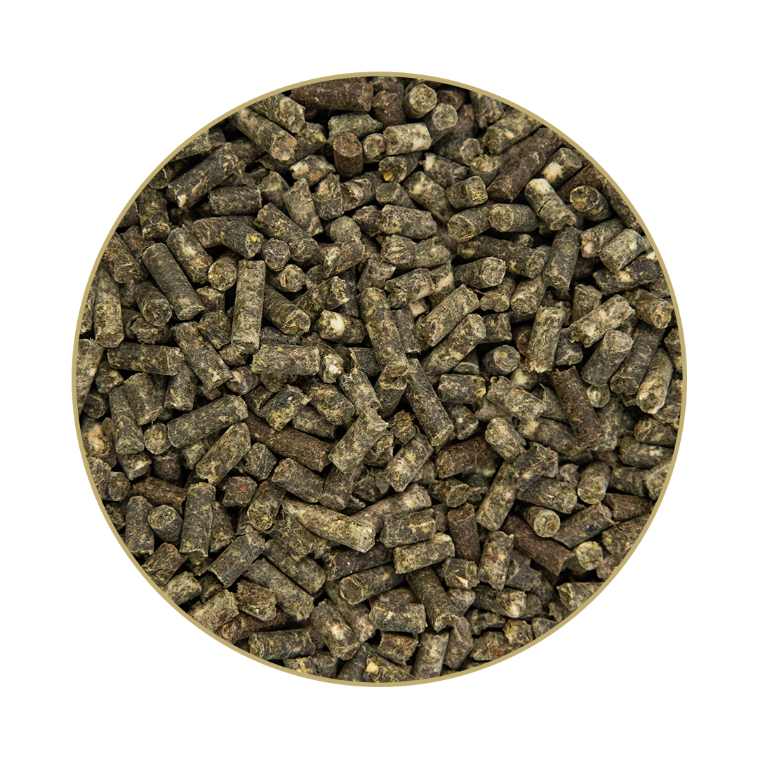 Brandon® plus medigest Brandon® plus medigest