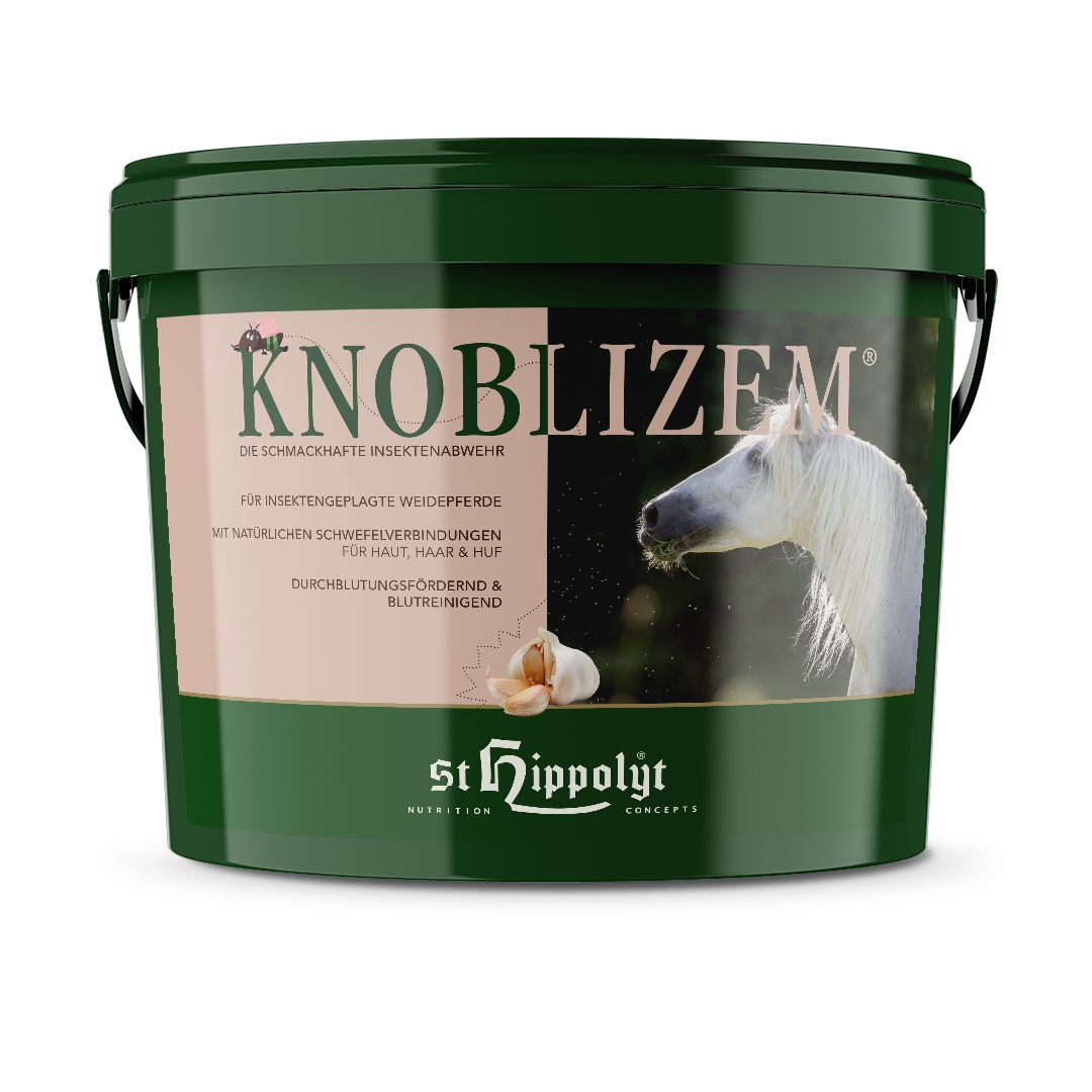 Knoblizem  Knoblizem