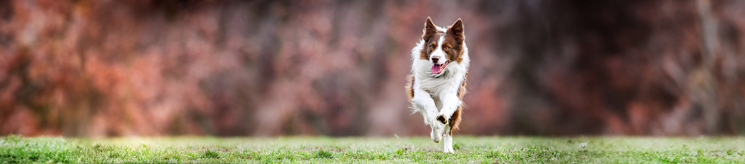 @HEADER-EXTRAS-HUND- @HEADER-EXTRAS-HUND-