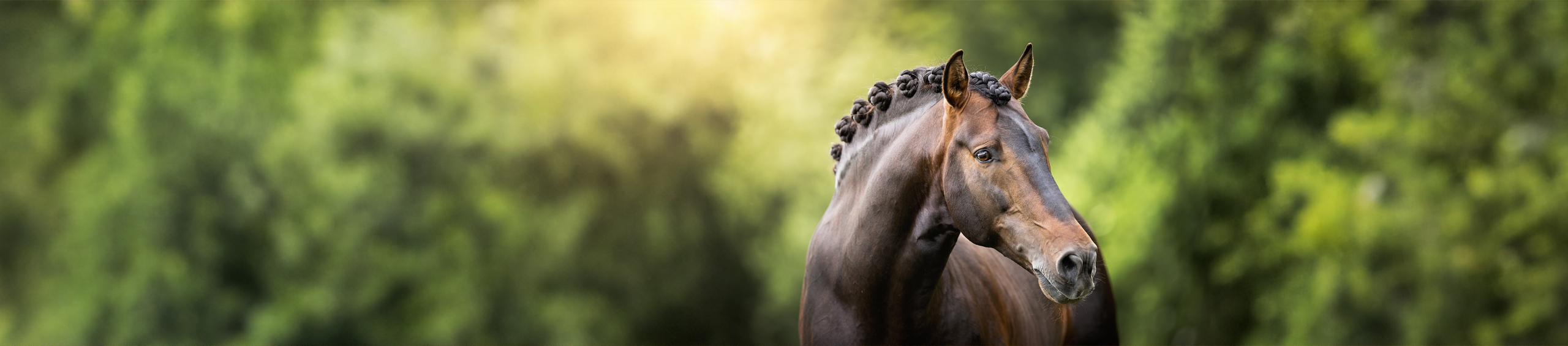 @HEADER-UNSERE_MARKEN_Wes-breit @HEADER-UNSERE_MARKEN_Wes-breit