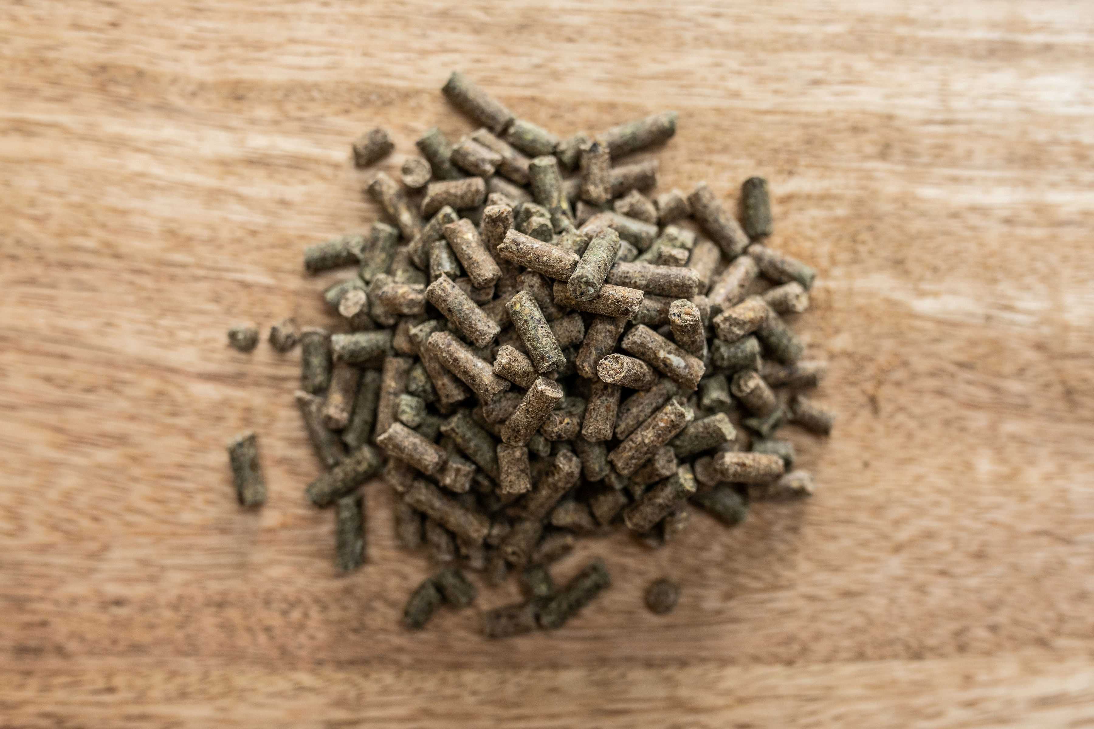 Movilan Dog Movilan Dog