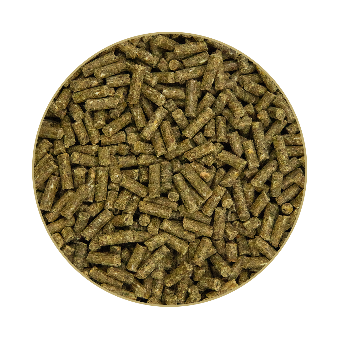 Super Condition Super Condition